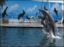 дельфинарий в Коктебель, Крым