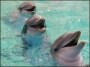 дельфины в Крыму