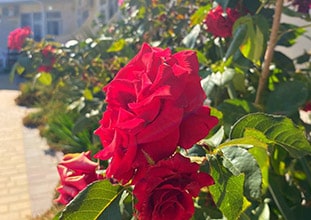 Семейный отель АзовЛенд