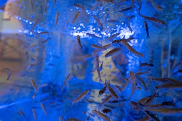 Массаж Азовский Крым