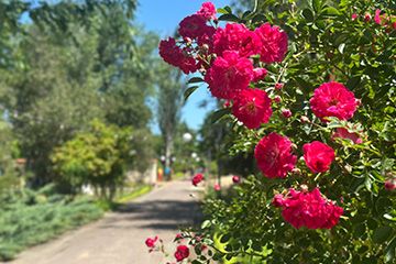 Территория курортного комплекса Азовский Крым